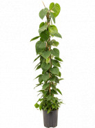 Philodendron scandens Pyramid 120 cm 18/19 v.120 cm
