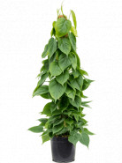 Philodendron scandens on moss pole 100 cm stlp 21x100 cm