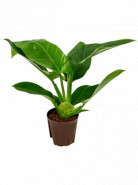 Philodendron imperial green 13/12 výška 30 cm
