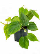 Philodendron scandens 10/tray pots 12 cm