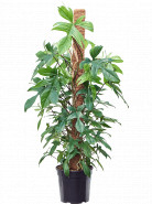 Philodendron 'Florida Beauty' On moss-pole 150 cm 30x140 cm