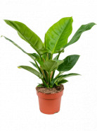 Philodendron imperial green 19x45 cm