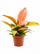 Philodendron Red Sun 12x25 cm