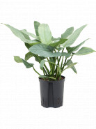Philodendron Silver Queen 18/19 v.50 cm