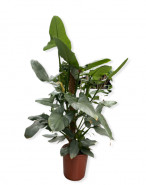 Philodendron hastatum 24x100 cm
