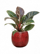 Philodendron imperial red 18/19 v. 40 cm