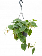 Philodendron scandens 15x30 cm