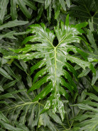 Philodendron Selloum Bush 24x120 cm
