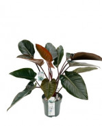 Philodendron red beauty 30x110 cm