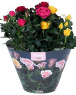 Rosa Victory gemengd Carnaval terras bowl (ruže v kelímku) 23x32 cm