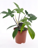 Philodendron green beauty Florida green 17x45 cm