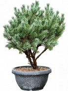 Pinus sylvestris Watereri Nana 40x140 cm