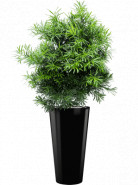 Podocarpus macrophyllus bush 30x110 cm