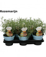 Rozmarín rozsmarinus officinalis 12x20 cm
