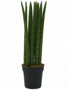 Sansevieria cylindrica Straight 17x60 cm