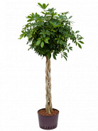 Schefflera arboricola braided 28/19 výška 150 cm