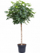 Schefflera arboricola "Compacta" Stem 34x175 cm