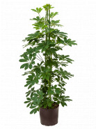 Schefflera arboricola "Compacta" 18/19 výška 110 cm