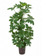 Schefflera arboricola 2pp  15/19 výška 90cm