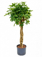 Schefflera arboricola stem braided 25/19 výška 110 cm