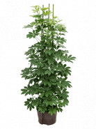 Schefflera arboricola 6pp 28/19 výška 150 cm