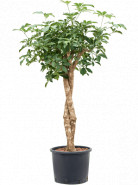 Schefflera arboricola compacta stem twist 28/24 výška 150 cm