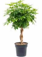 Schefflera arboricola "Compacta" Stem braided 30x125 cm