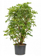 Schefflera arboricola compacta 35/28 výška 180 cm