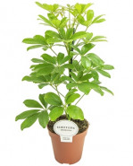 Schefflera arboricola nora 13x45 cm