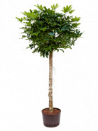 Schefflera arboricola Stem 28/19 výška 165 cm