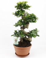 Ficus microcarpa Ginseng S type 27x70 cm