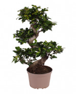 Ficus microcarpa Ginseng S type 22x70 cm