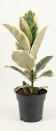 Ficus elastica tineke 14x40 cm