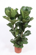 Ficus lyrata 27x140 cm