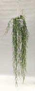Hoya linearis 12x35 cm