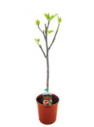 Figovník Ficus carica stem 17x70 cm