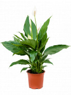 Spathiphyllum Largo 6/tray Bush pots.17x60 cm