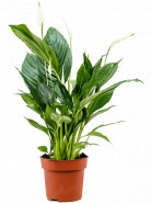 Spathiphyllum 13x55 cm