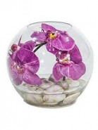Orchidea v skle 20x20 cm