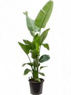 Strelitzia nicolai 40x190 cm
