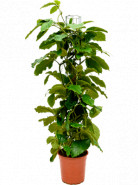 Tetrastigma voinierianum columm pots.24/120 cm