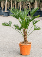 Trachycarpus wagnerianus 26/90cm