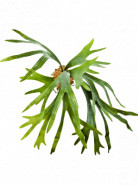 Umelá rastlina Fern Staghorn papraď 50 cm