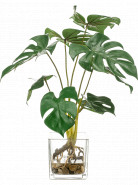 Umelá rastlina Monstera bush 9 listov 40 cm v sklenenej nádobe