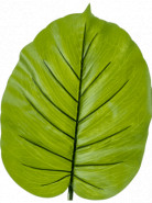 Umelý list Alocasia 73 cm