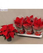 Vianocna ruza/ Euphorbia červená 12x40 cm