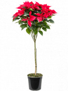 Vianočná ruža/ Euphorbia pulcherrima (poinsettia) stem 27x140 cm