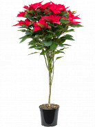 Vianočná ruža/ Euphorbia pulcherrima (poinsettia) stem 21x125 cm