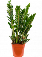 Zamioculcas zamiifolia 27x90 cm