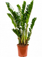 Zamioculcas zamiifolia 24x115 cm